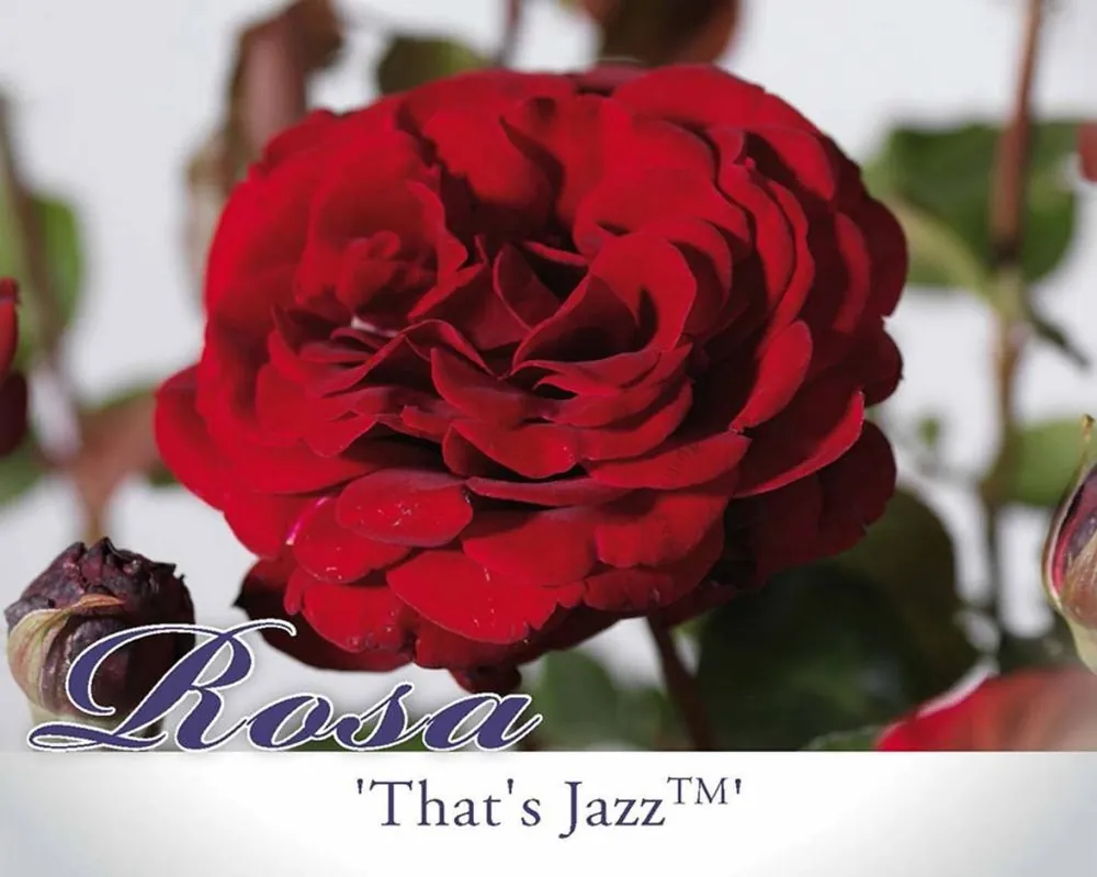 Uitverkoop | Rosa ‘That‘s Jazz‘