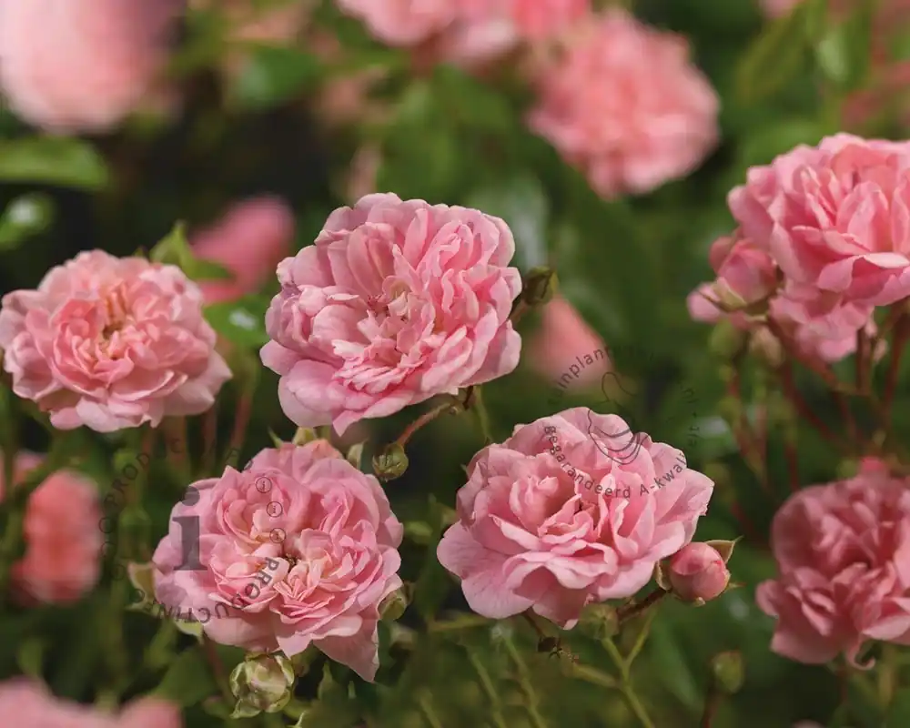 Rechtstreeks uit de fabriek | Rosa ‘The Fairy‘