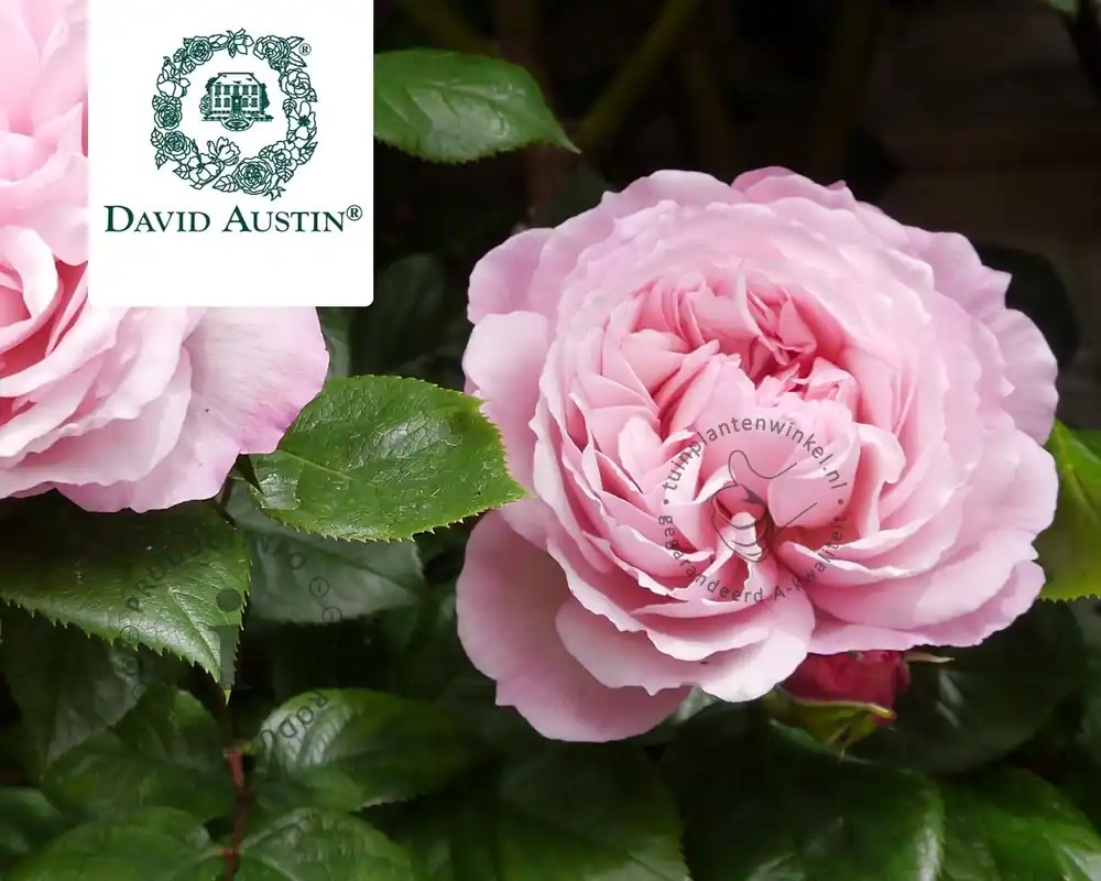 Extra voordeel - Rosa ‘The Generous Gardener‘