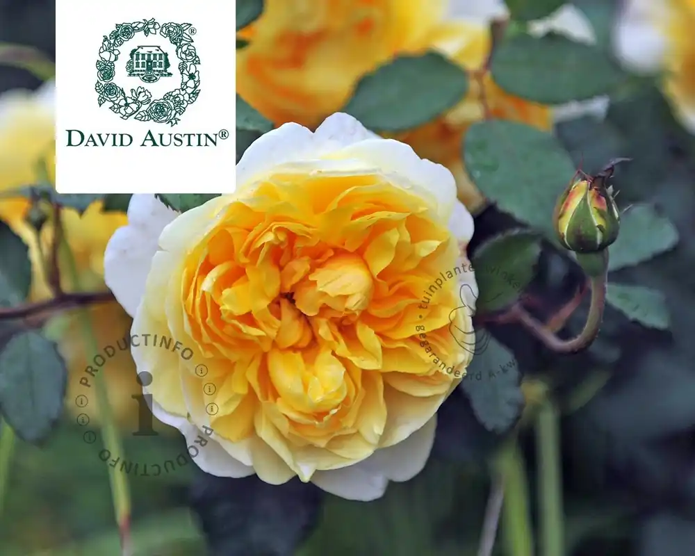 Rosa ‘The Poet‘s Wife‘ | Nieuw