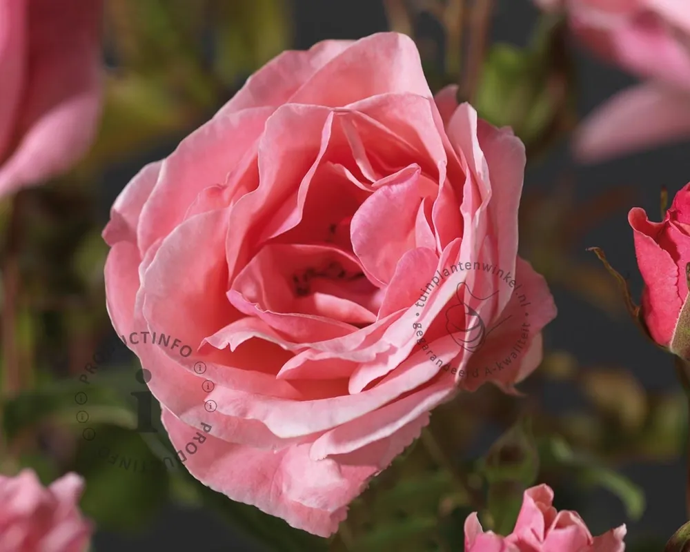 Veilige betaling | Rosa ‘The Queen Elizabeth Rose‘ - op stam