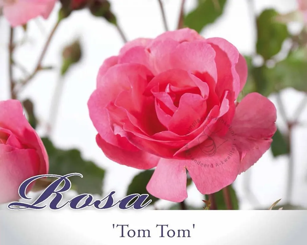 Rosa ‘Tom Tom‘ | Nu beschikbaar