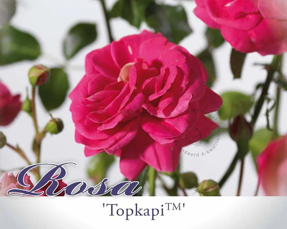 Nieuwe release | Rosa ‘Topkapi Palace‘