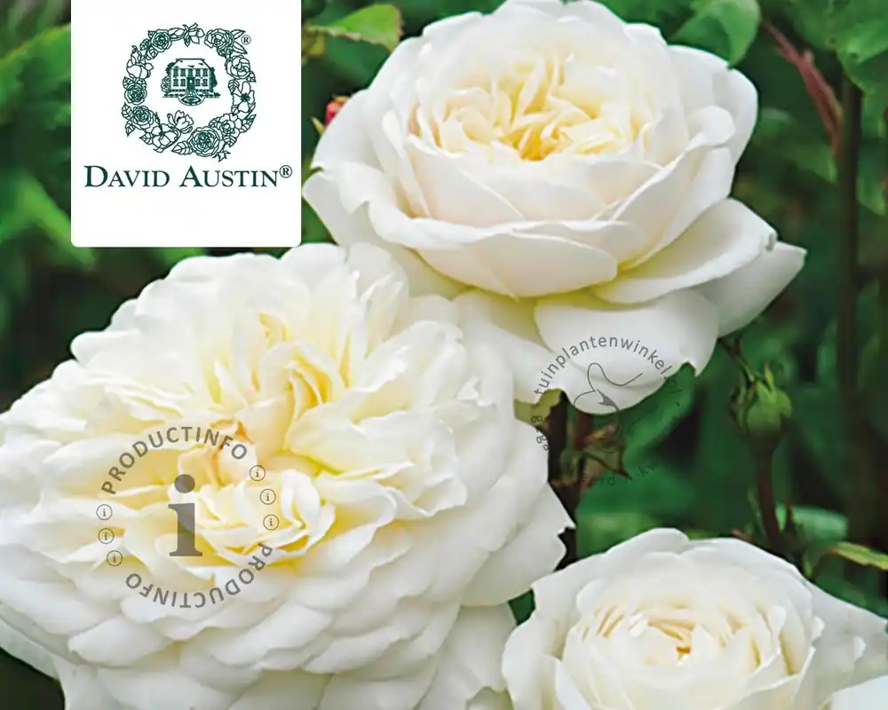 Nieuw in het assortiment | Rosa ‘Tranquility‘ - op stam