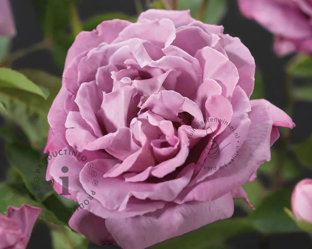 Sale - Rosa ‘Waltz Time‘