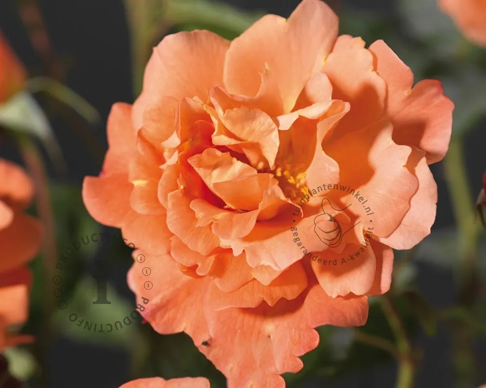 Speciale aanbieding - Rosa ‘Westerland‘
