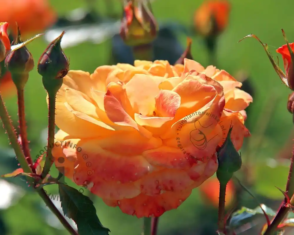 Nieuwe release - Rosa ‘Westzeit‘