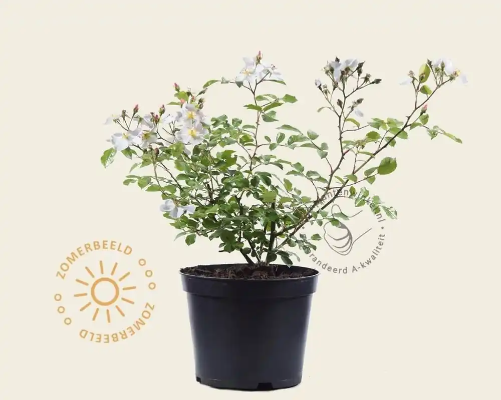 Superprijs | Rosa ‘White Fleurette‘