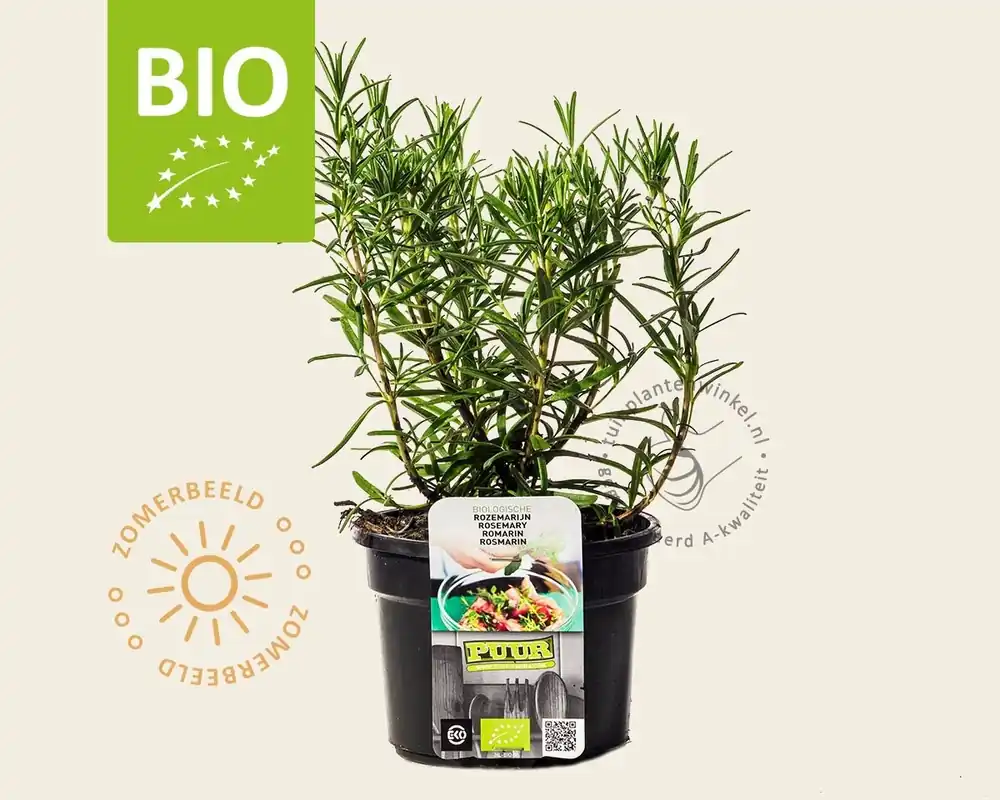 Rosmarinus officinalis Puur - Direct leverbaar
