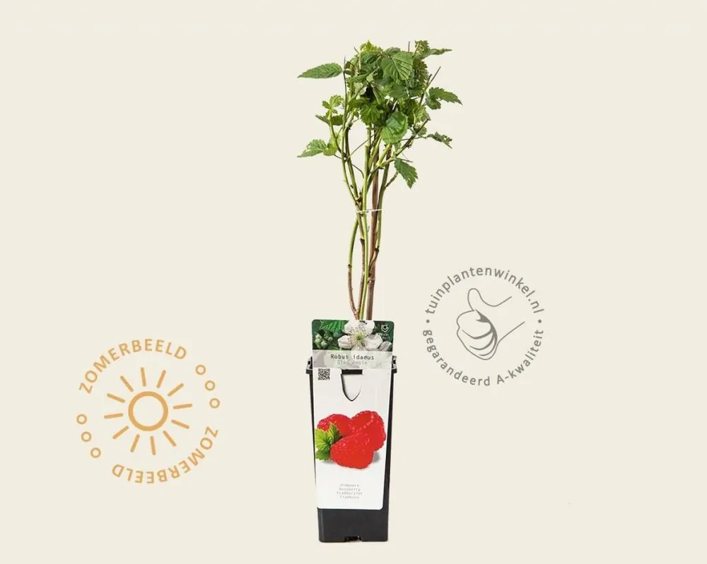 Nieuw gelanceerd - Rubus idaeus ‘Glen Ample‘