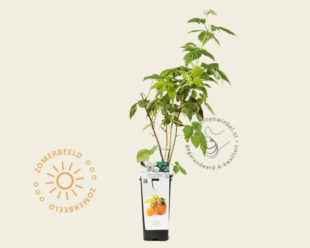 Tijdelijk aanbod | Rubus idaeus ‘Golden Everest‘