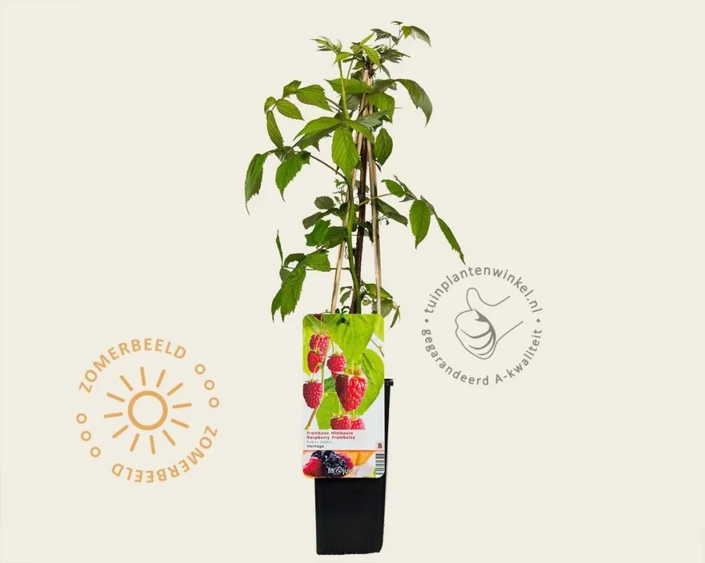 Klaar voor verzending | Rubus idaeus ‘Heritage‘