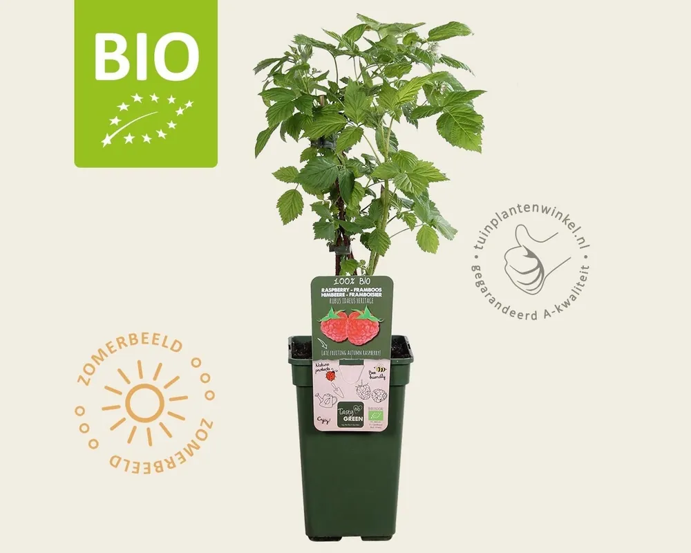 Voordelig - Rubus idaeus ‘Heritage‘ - BIO