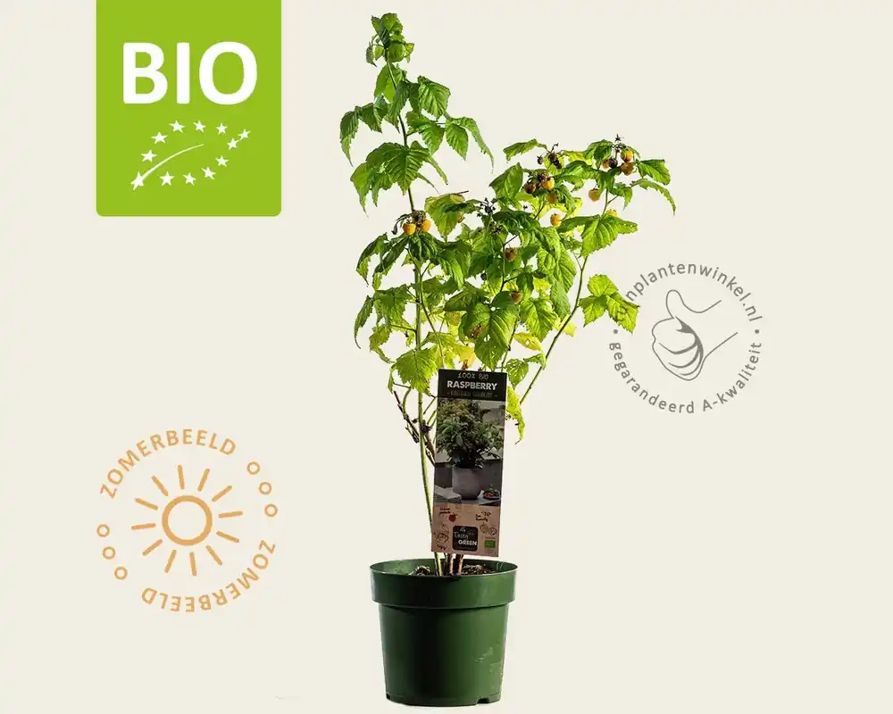 Rubus idaeus Lowberry ‘Good As Gold‘ - BIO - Net toegevoegd