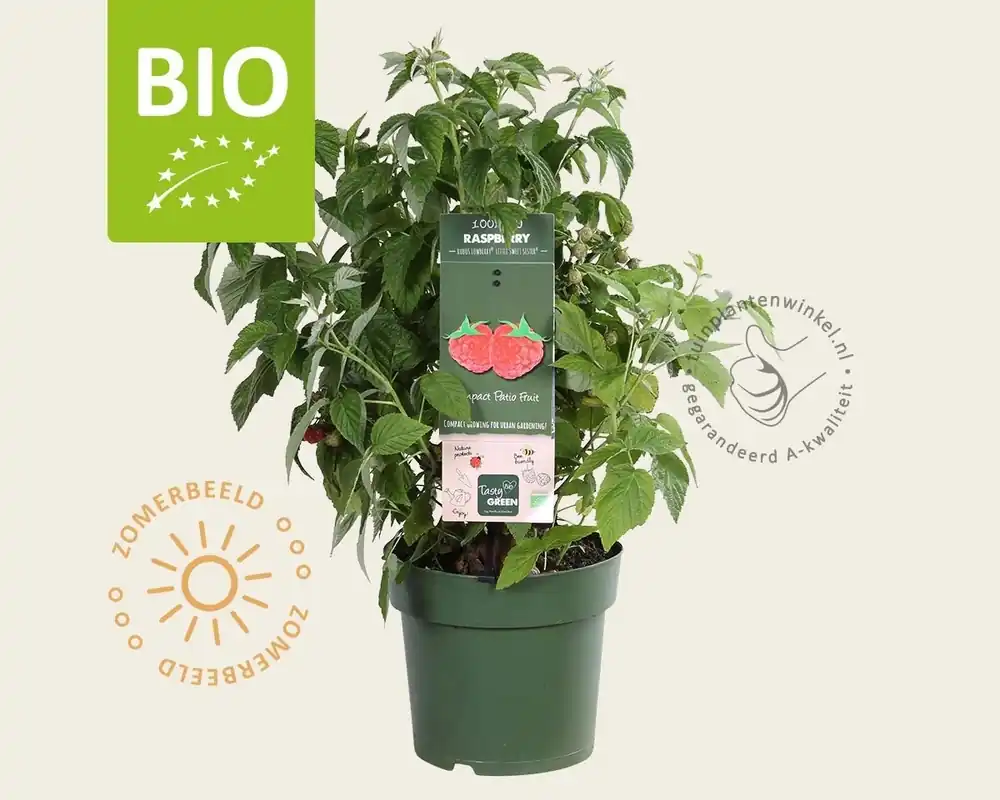 Rubus idaeus Lowberry ‘Little Sweet Sister‘ - BIO - Nieuw binnen