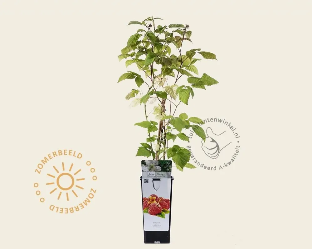 Rubus idaeus ‘Malling Promise‘ - Nieuw product
