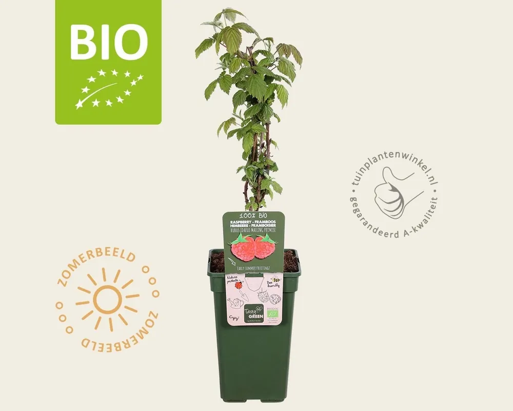 Rubus idaeus ‘Malling Promise‘ - BIO | Meest verkocht