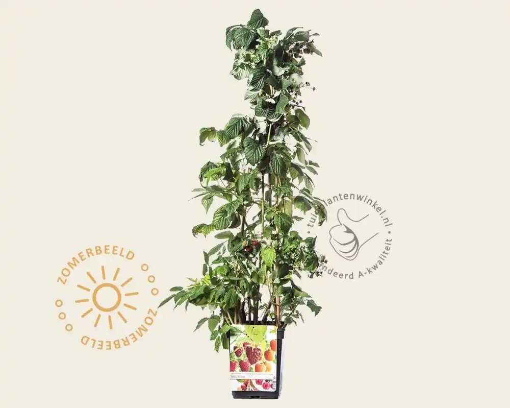 Nieuw in de shop | Rubus idaeus ‘Quattro framboos‘