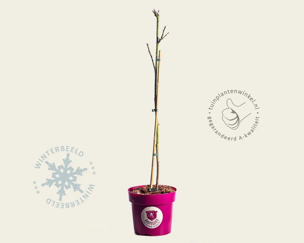 Tijdelijke aanbieding | Rubus idaeus ‘Raspbeary‘
