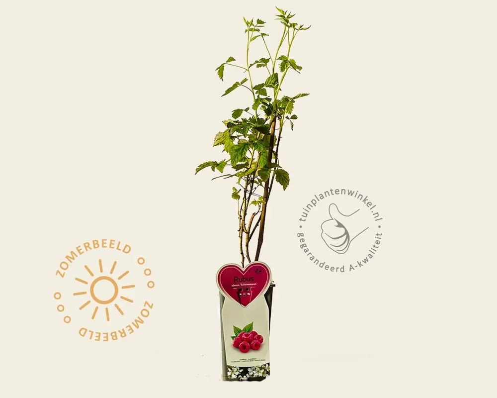 Rubus idaeus ‘Schönemann‘ | Koopje