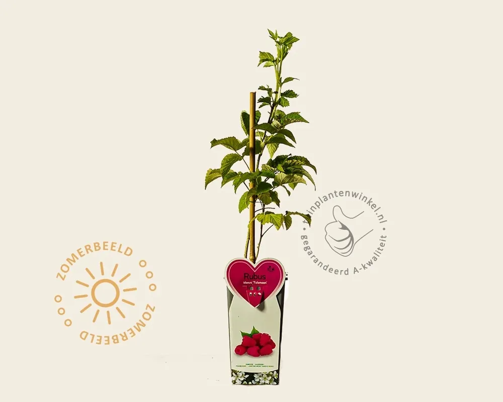 Nu beschikbaar - Rubus idaeus ‘Tulameen‘