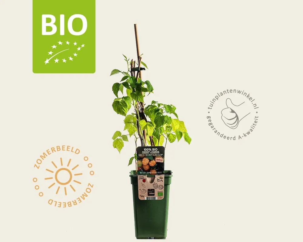 Rubus idaeus Twotimer ‘Sugana Yellow‘ - BIO - Bestel nu