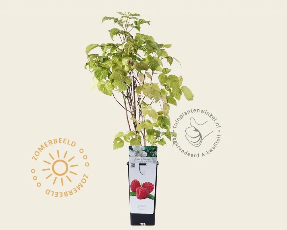 Rubus idaeus ‘Zefa Herbsternte‘ | Aanbieding loopt bijna af