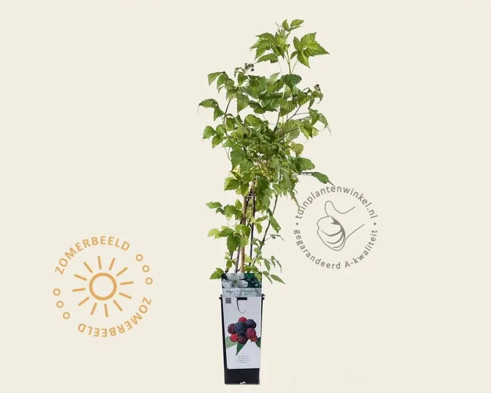 Eenvoudig retourneren | Rubus occidentalis ‘Black Jewel‘