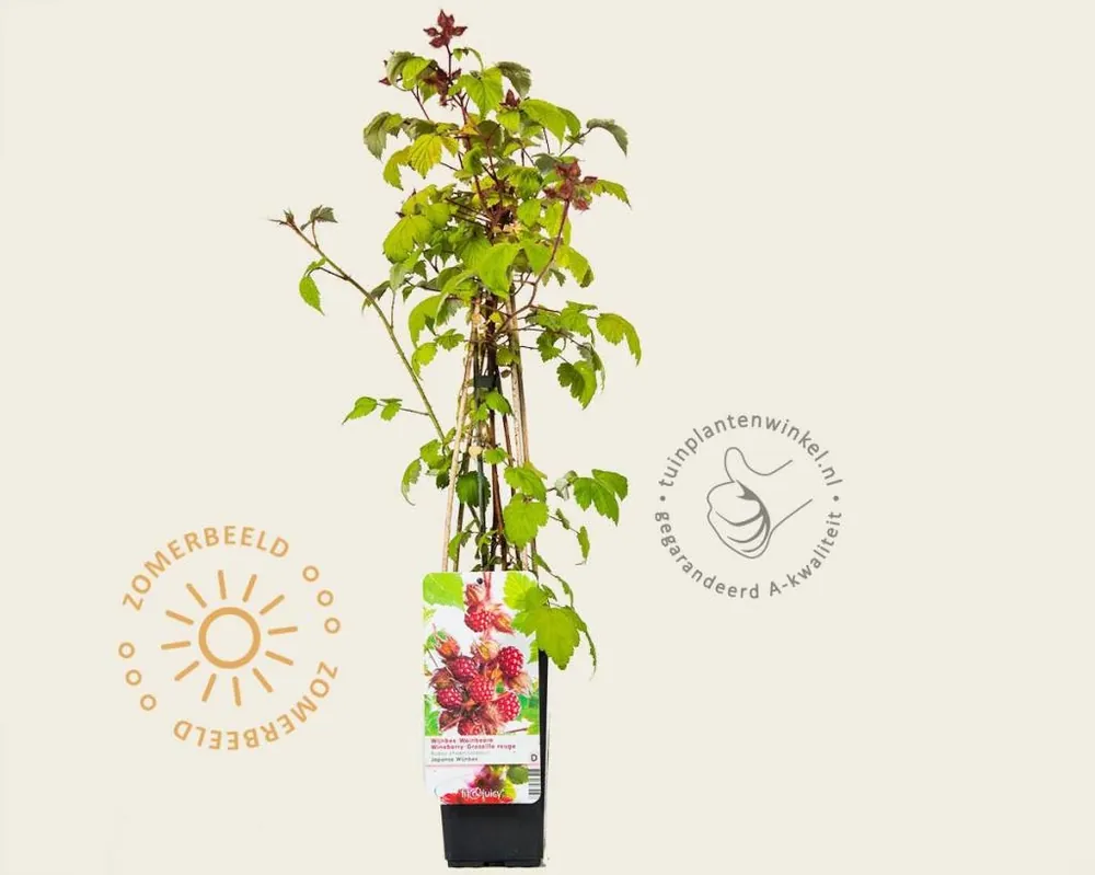 Prijsverlaging | Rubus phoenicolasius