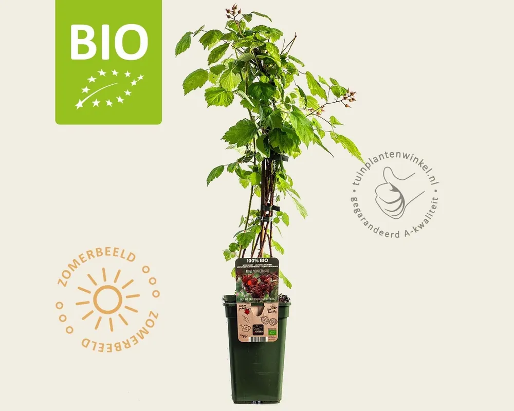 Veel gekozen - Rubus phoenicolasius - BIO