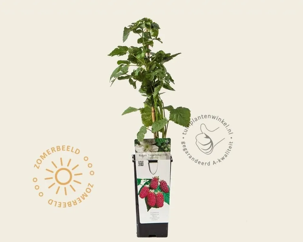 Rubus ‘Tayberry‘ | Nog enkele stuks
