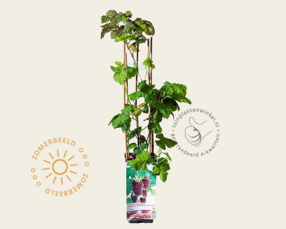 Actieprijs - Rubus x loganobaccus (loganberry)
