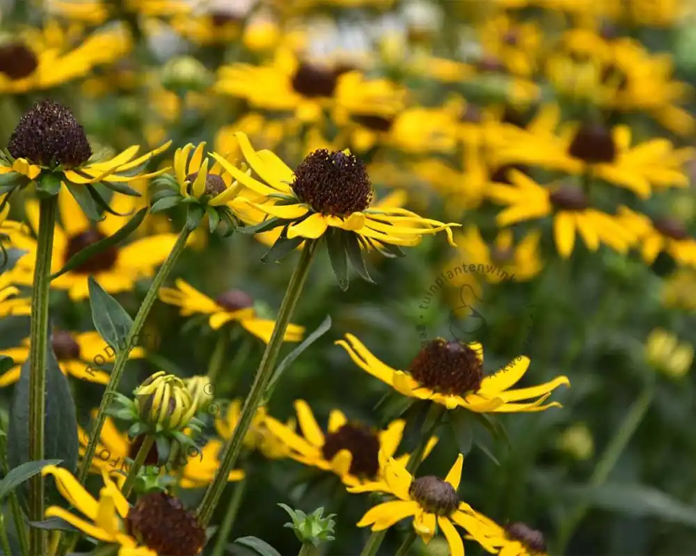 Koopje - Rudbeckia fulgida ‘Little Goldstar‘