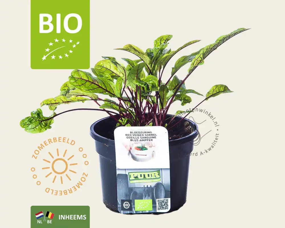 Snelle verzending - Rumex sanguineus Puur