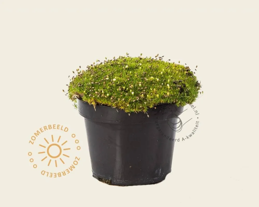 Flitsaanbieding - Sagina subulata ‘Rucos‘