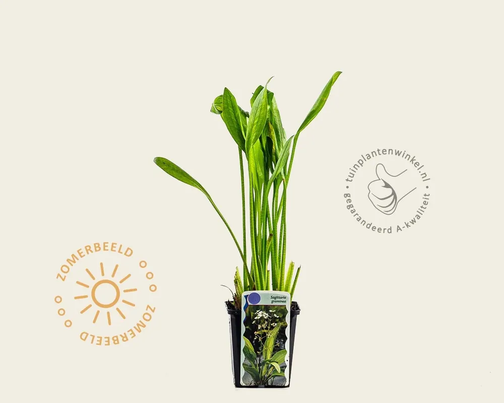 Sagittaria graminea - Bestelbaar