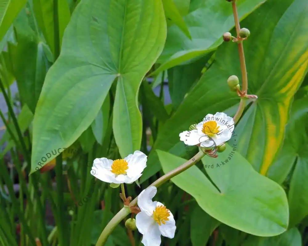 Online bestelbaar | Sagittaria latifolia