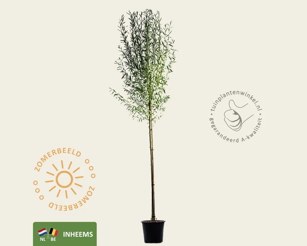 Topprijs - Salix alba