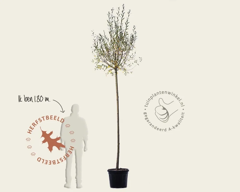 Salix alba ‘Belders‘ - Veel gekozen