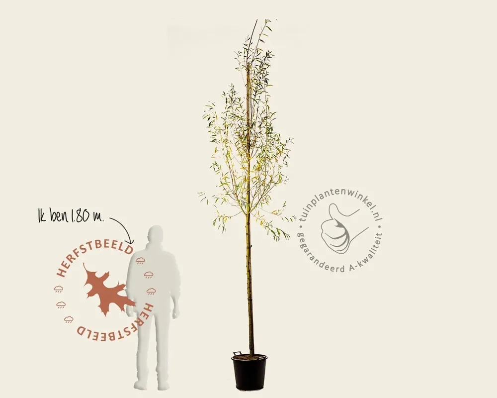 Salix alba ‘Chermesina‘ - Premium