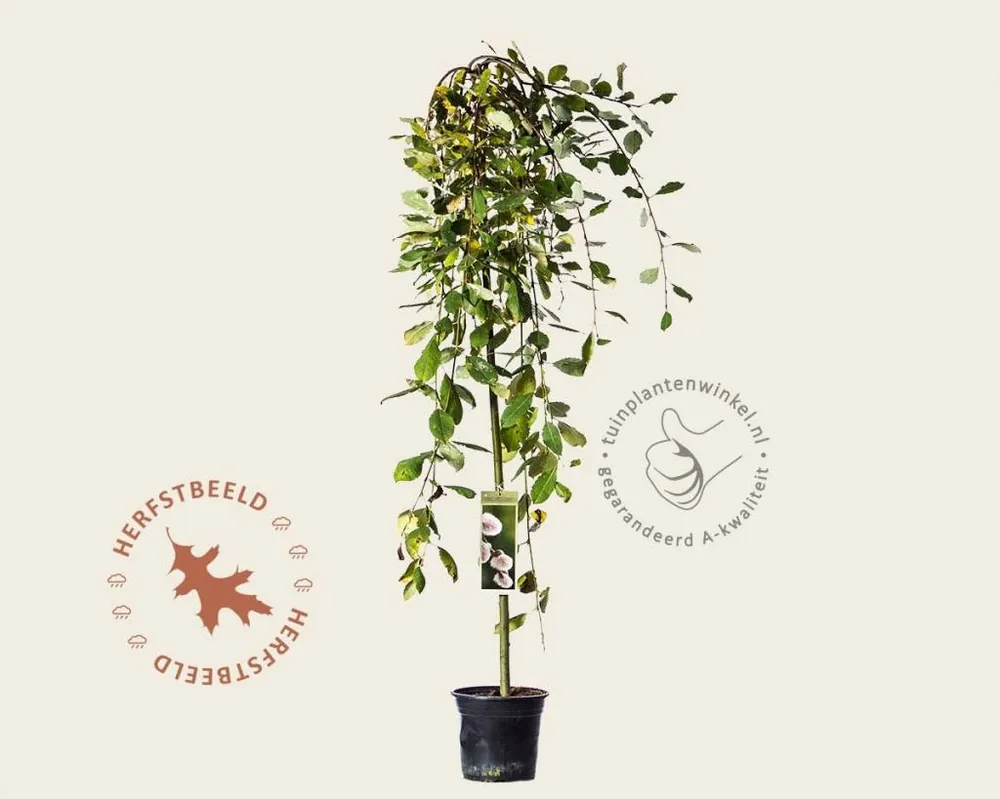 Pak je kans | Salix caprea ‘Kilmarnock‘ - 120 cm stam