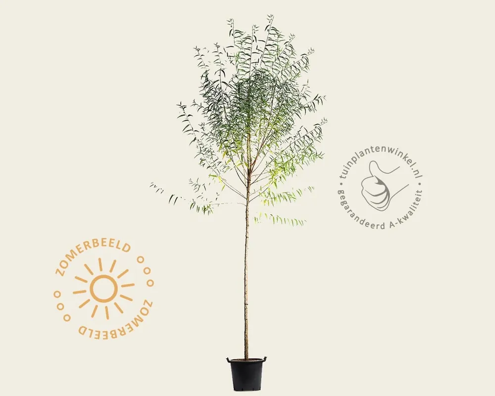 Nieuw in de shop | Salix fragilis