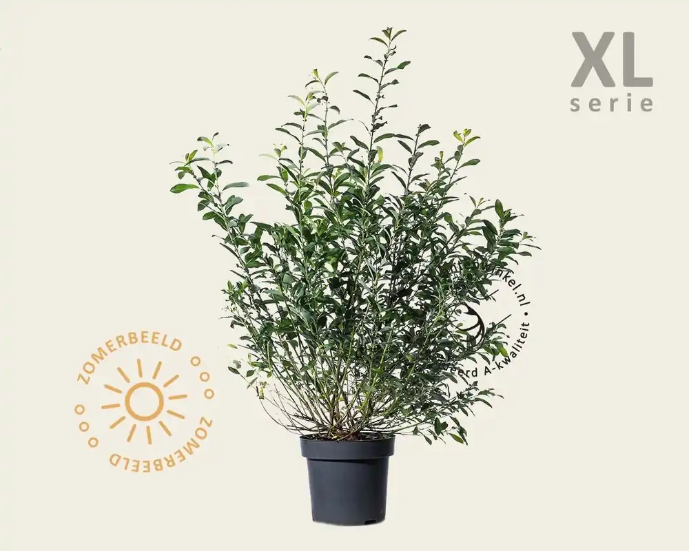 Salix gracilistyla ‘Mount Aso‘ - XL | Veel gevraagd
