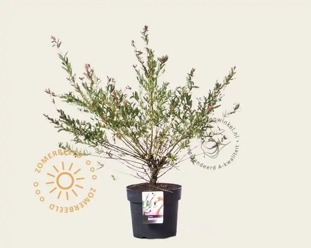 Net gelanceerd - Salix integra ‘Flamingo‘