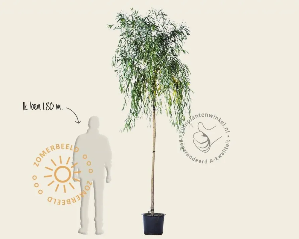 Professionele kwaliteit | Salix x sepulcralis ‘Chrysocoma‘