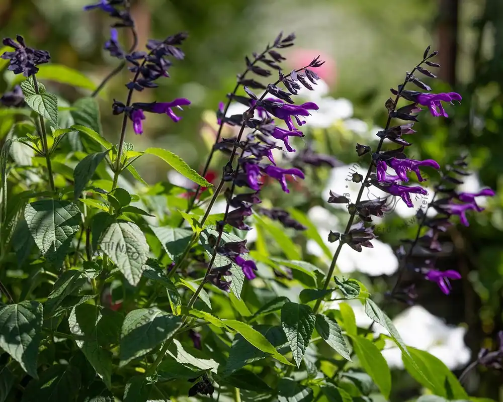 Salvia ‘Amistad’ - Tijdelijke actie