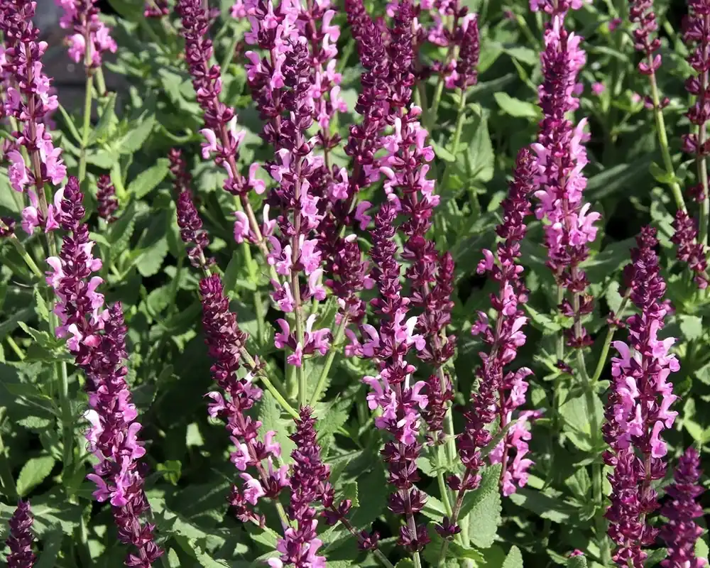 Populair bij klanten - Salvia nemorosa ‘Rose Queen‘