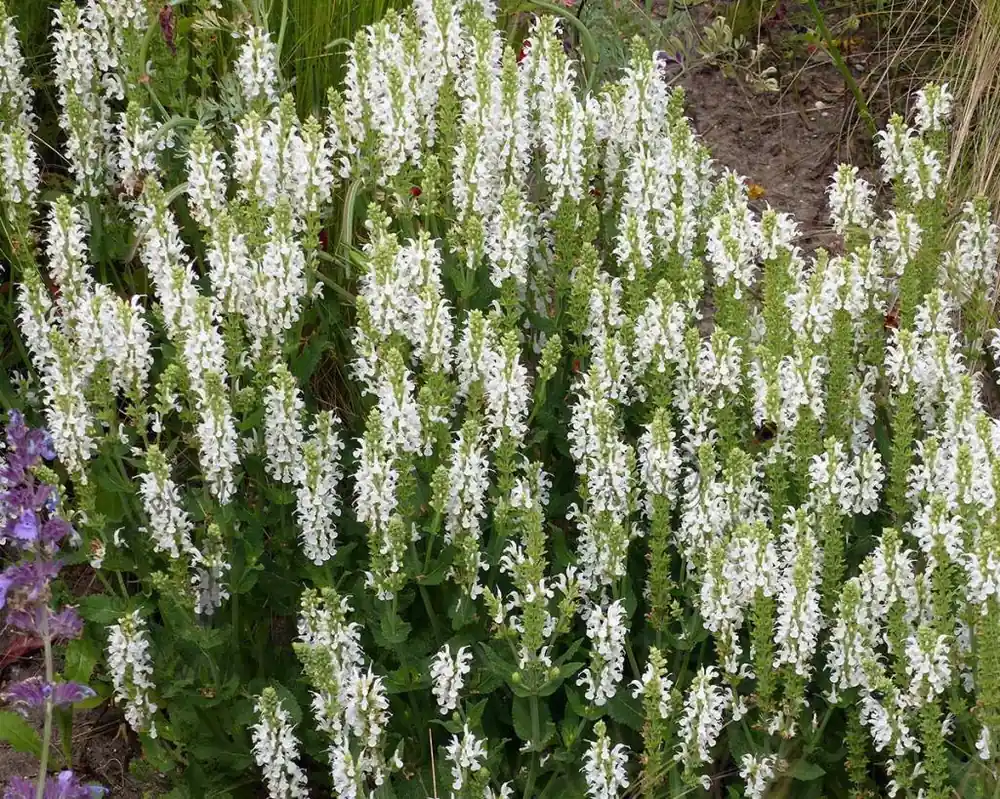 Salvia nemorosa ‘Schneehugel‘ - Direct leverbaar