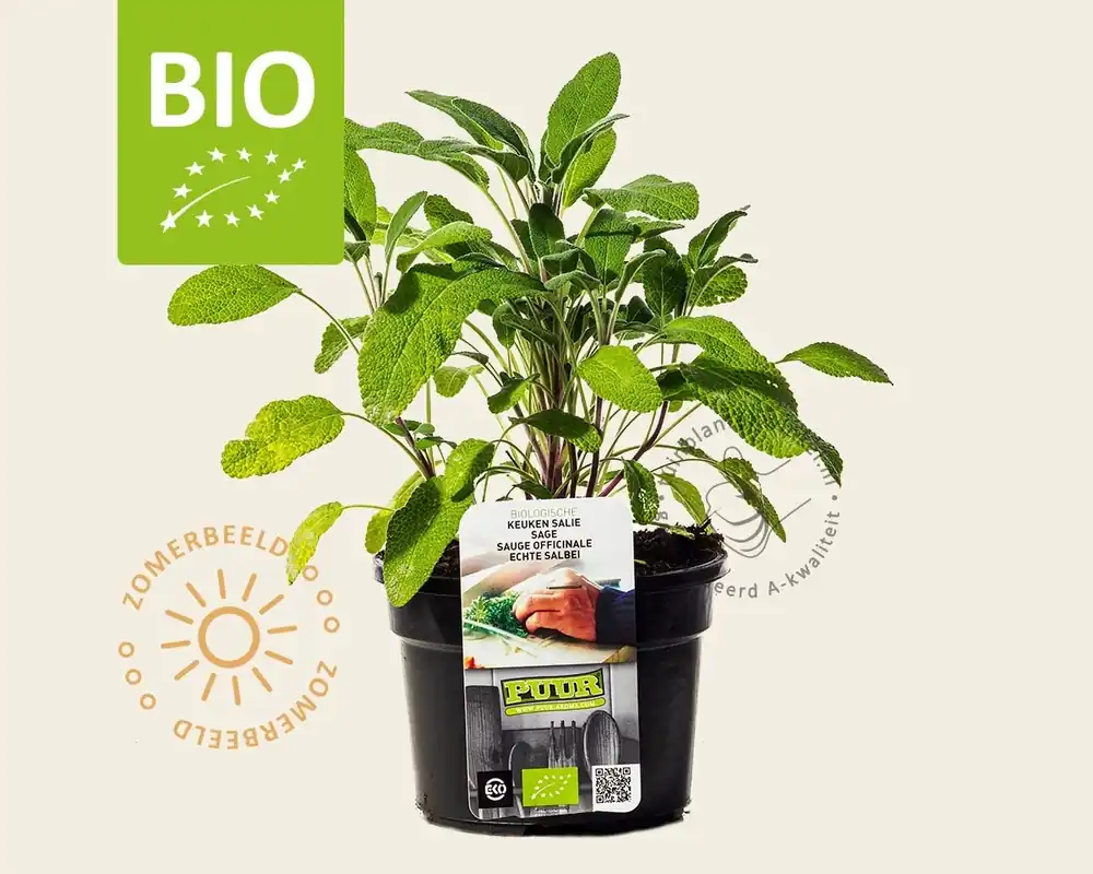Salvia officinalis Puur - Rechtstreeks uit de fabriek