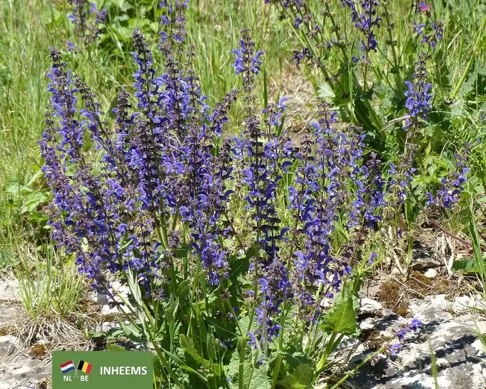 Salvia pratensis | Extra korting